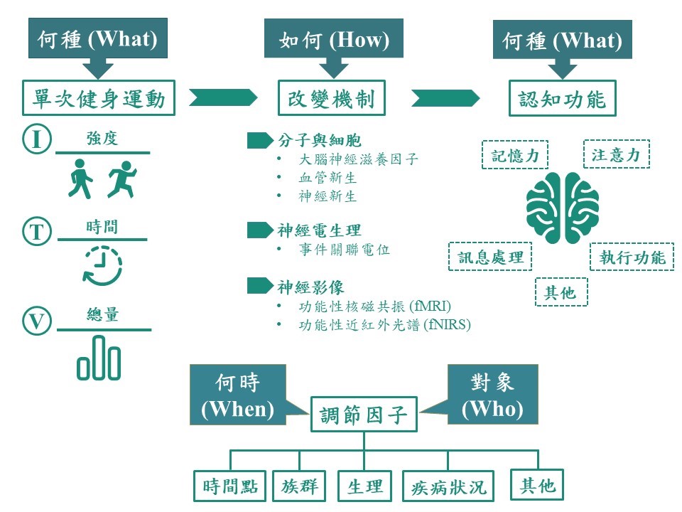 圖一：張育愷研究團隊提出單次健身運動與大腦認知功能的研究模式，為國際研究者的後續研究提出具體方向。