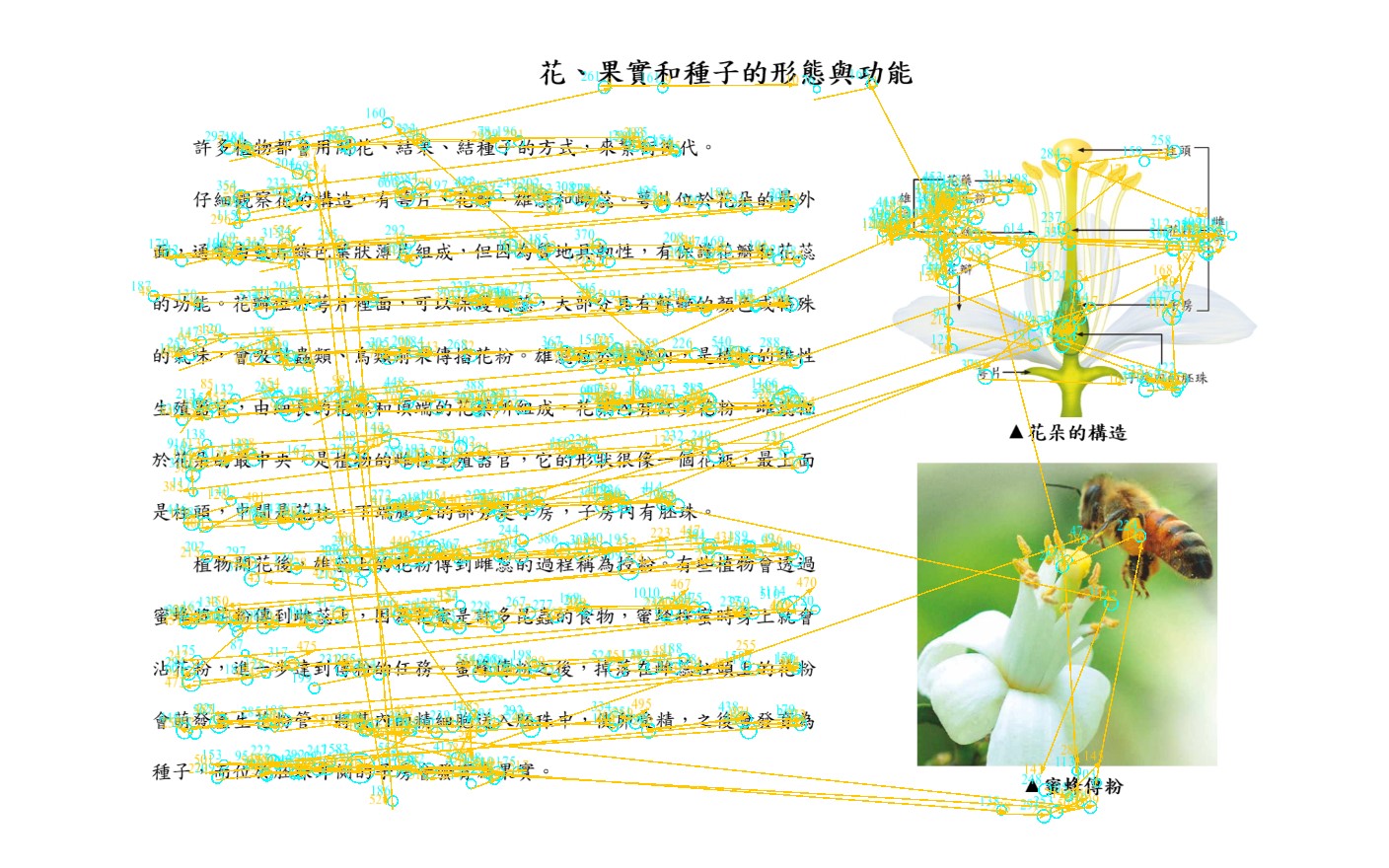 圖二：眼動資料，圓圈數字代表停留的時間長短，線代表眼睛跳移的位置