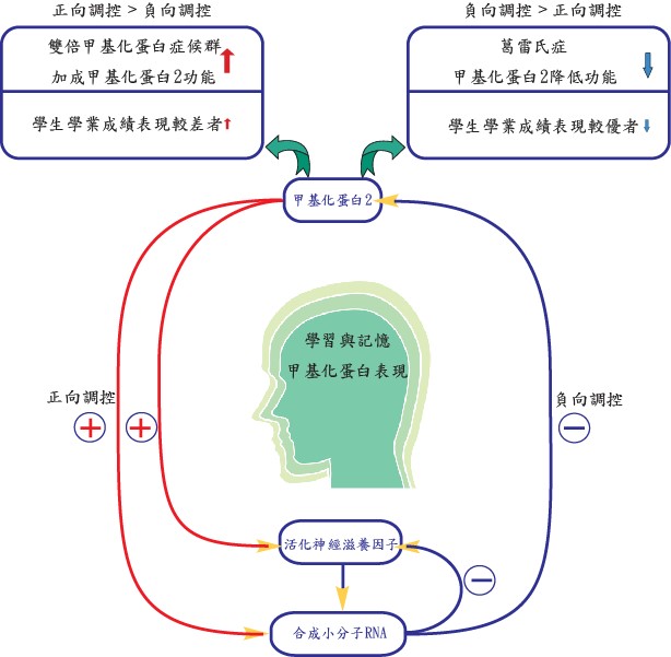 圖一：模擬甲基化蛋白2的穩態調節