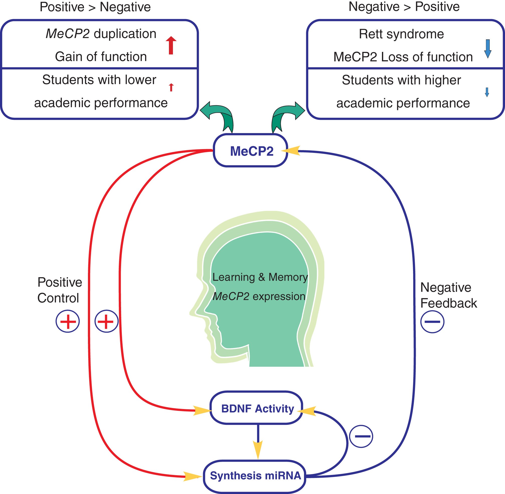 Figure 1: Modeling the homeostatic regulation of MeCP2