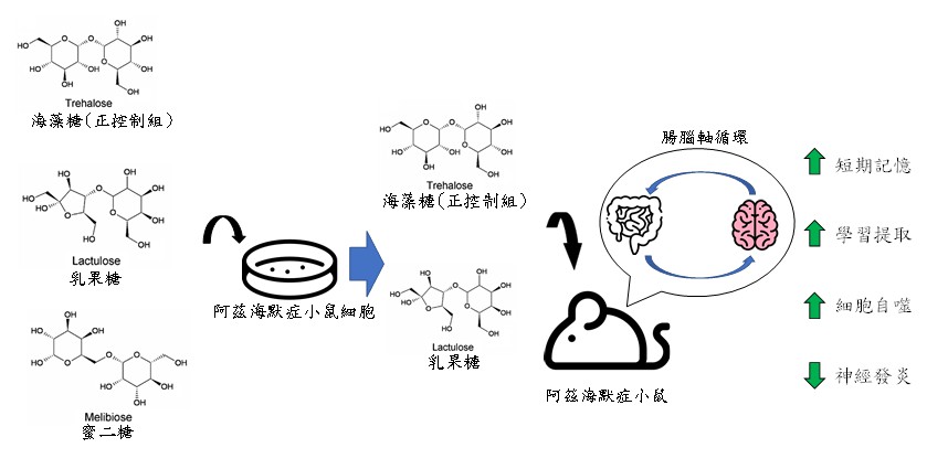 圖說：本研究中，我們首先在阿茲海默症小鼠神經元細胞培養模式測試乳果糖和蜜二糖之神經保護效果，並以海藻糖作為正控制組，結果發現乳果糖保護效果之有效濃度低於蜜二糖，因此乳果糖被進一步測試在阿茲海默症小鼠模式上之功效，同樣以海藻糖作為正控制組。乳果糖或海藻糖的使用均加強了阿茲海默症小鼠的短期記憶和學習提取。病理學分析發現乳果糖和海藻糖減少了神經發炎現象並增加了細胞自噬的程度。由於乳果糖和海藻糖均有益生源的特性，我們認為腸腦軸循環於其間扮演重要角色。