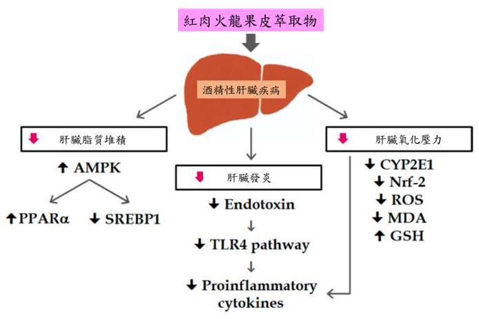 圖1：火龍果皮萃取物可延緩酒精性肝臟疾病 (紅肉火龍果皮萃取物，可以減緩酒精性肝臟疾病小鼠肝臟脂質堆積、氧化壓力增加以及發炎之情形。)