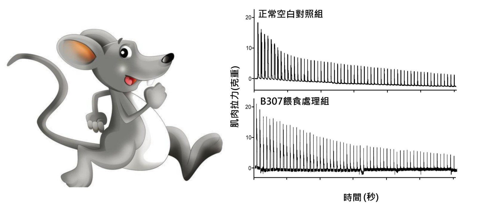 圖一：研究團隊選擇由人蔘、丹蔘、搭配五味子、麥門冬研製而成的科學中藥B307，實驗結果發現中草藥配方B307可以透過抑制疲勞、緩解肌肉的氧化壓力和發炎，來強化耗竭游泳運動處理小鼠的肌力與耐力，並且緩解耗竭運動引起的肌肉疲勞。