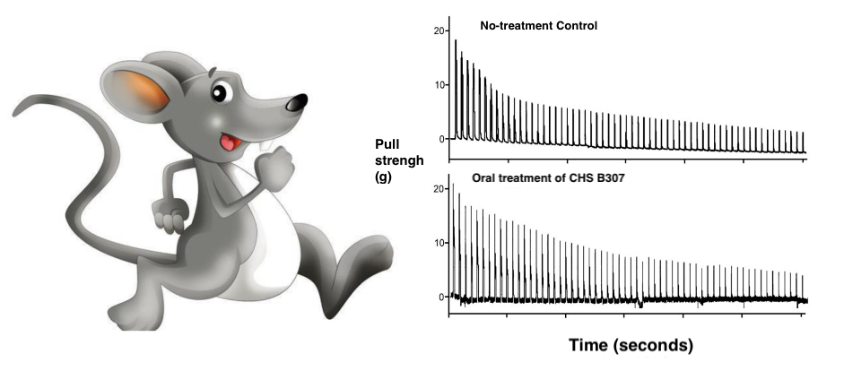 Figure 1: The results showed that Chinese herbal supplements can enhance muscle endurance after exhaustive swimming via suppressing fatigue, oxidative stress, and inflammation while also alleviating muscle fatigue caused by exhaustive exercise