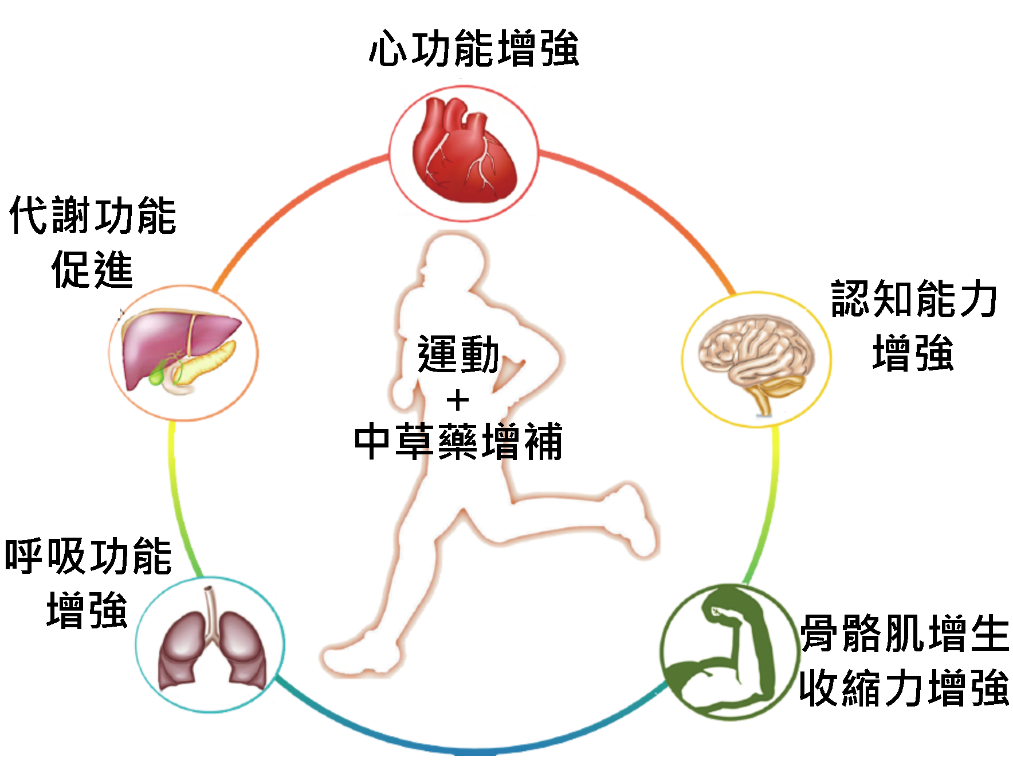 圖二：漢方中藥增補可以有效增強骨骼肌收縮力量、提昇心血管功能、促進代謝與呼吸功能，以及增強腦部認知功能。