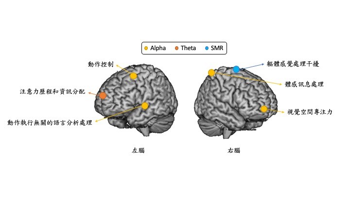 圖一：運動表現相關的大腦指標