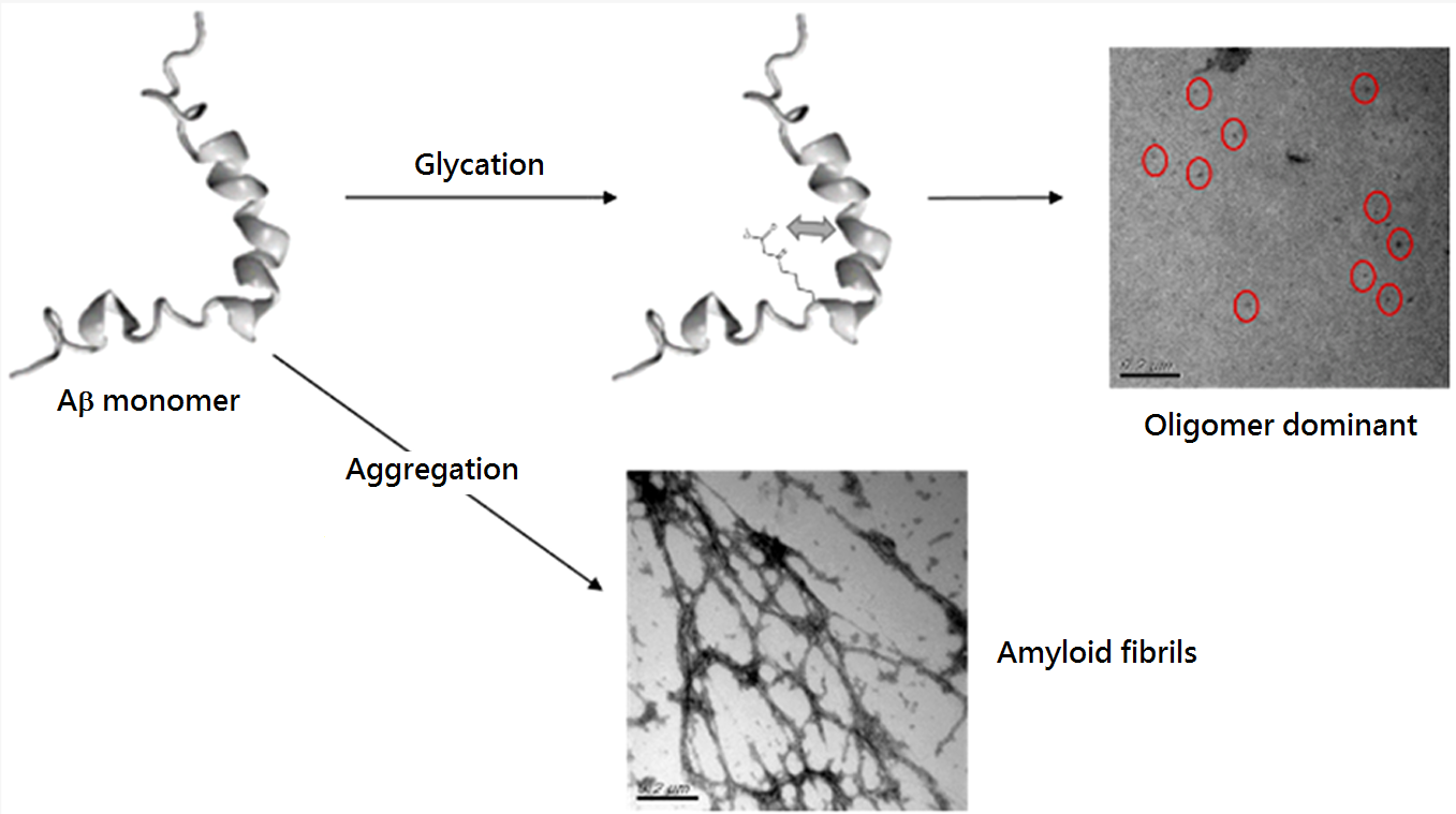 圖1：Aβ單體經醣化修飾過後影響其聚集行為
