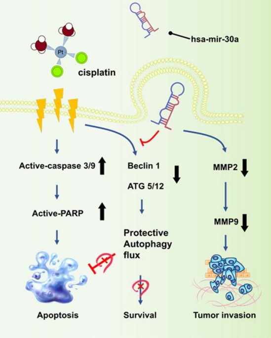 圖1：本研究提出之微小RNA（has-miR-30a-3p）在膀胱癌臨床治療的模型機轉圖