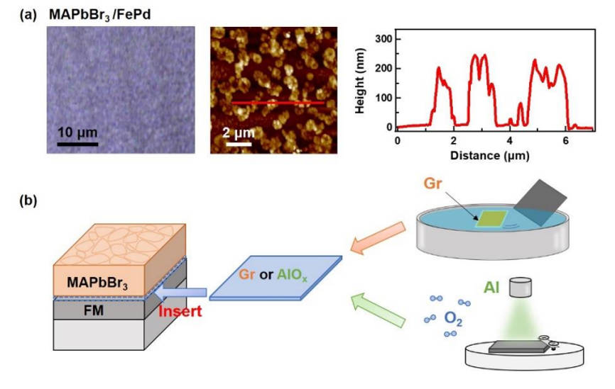 圖一：(a)MAPbBr3/FePd的光學和AFM影像，顯示出高度約為200nm、寬度約為1μm的柱狀微觀結構。(b)示意圖呈現鈣鈦礦層和金屬層之間的Gr或AlO層。