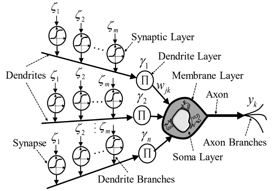 圖三：樹突神經元模型